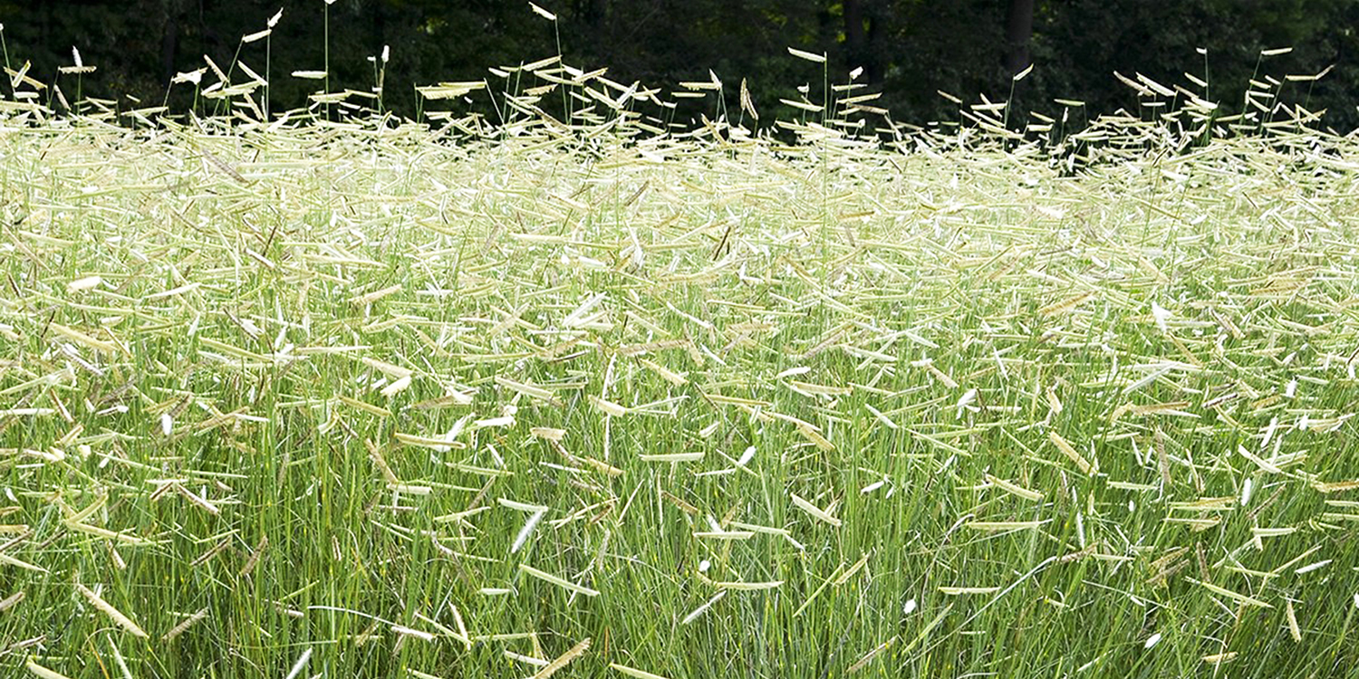 Bluegramma native grasses