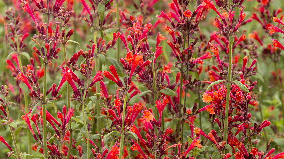 Coronado Hyssup perennial - red flowers