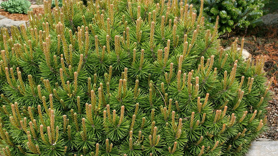Mugo pine shrub