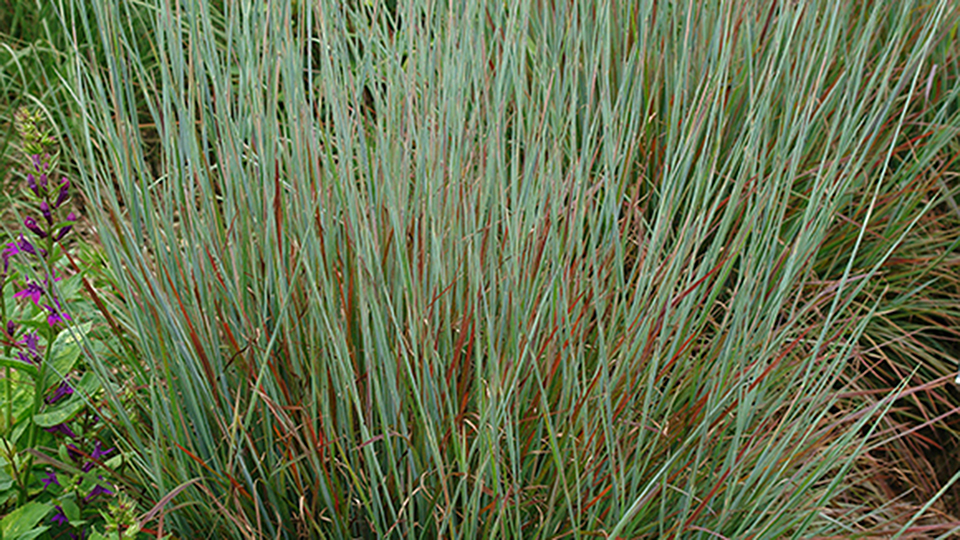 Standing Ovation Little Bluestem native grass