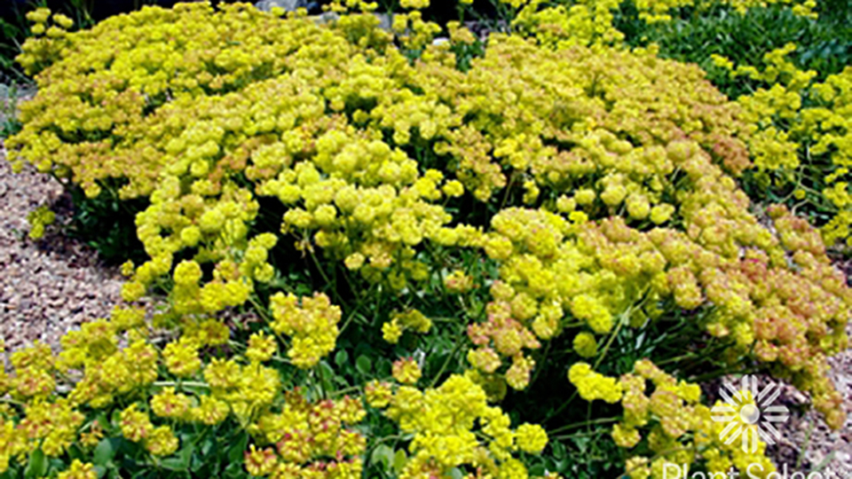 Kannah Creek Buckwheat groundcover with yellow flowers