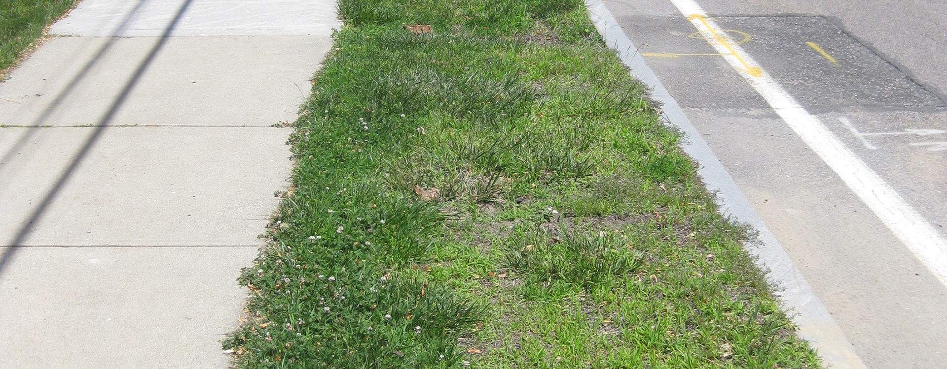 Turf grass in a street strip