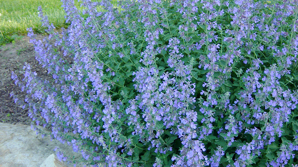 Catmint perennial with purple flowers