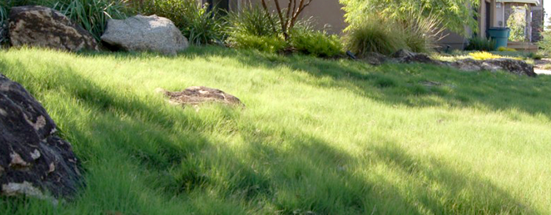 Buffalograss in yard