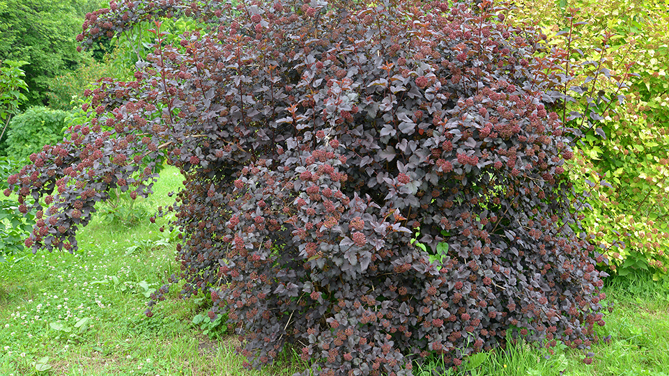 Dwarf Ninebark shrub - dark red
